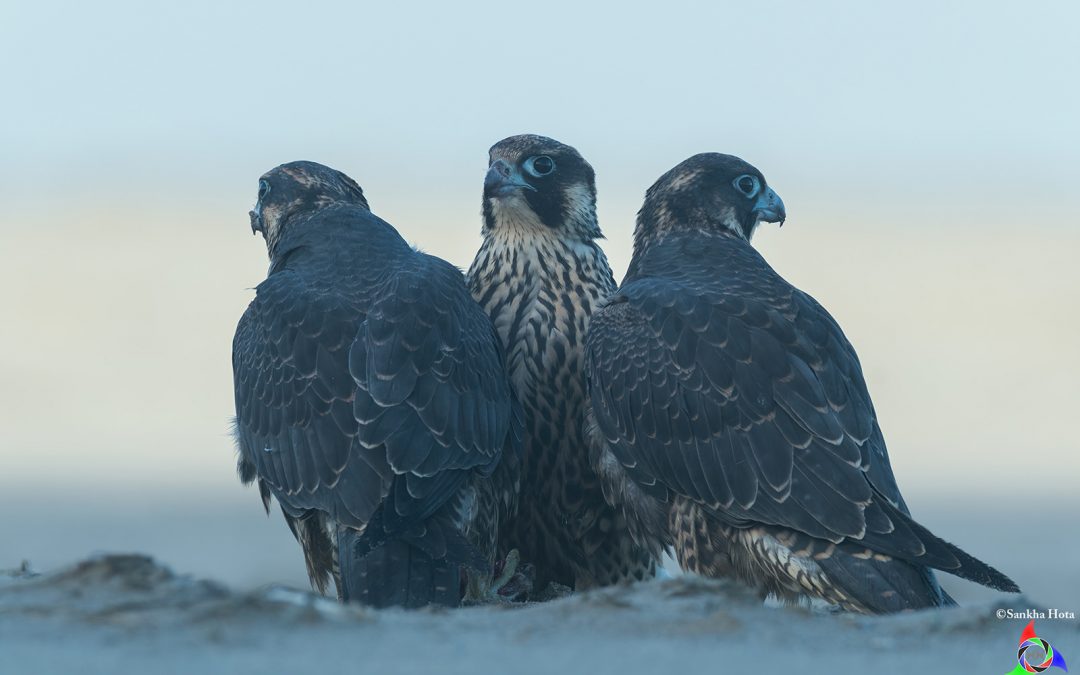 Sand, Sea and Peregrines