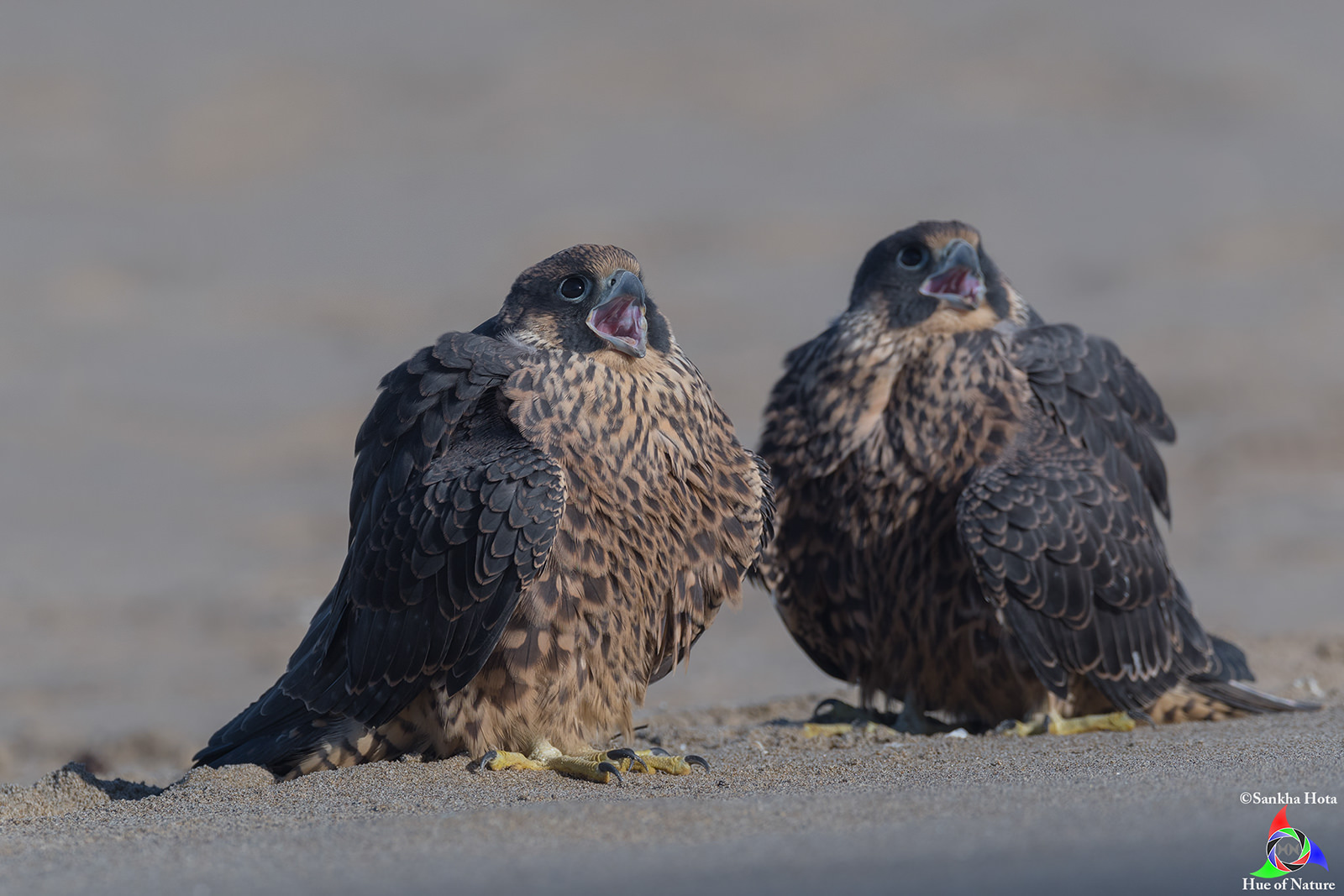 Peregrine Falcon Juveniles