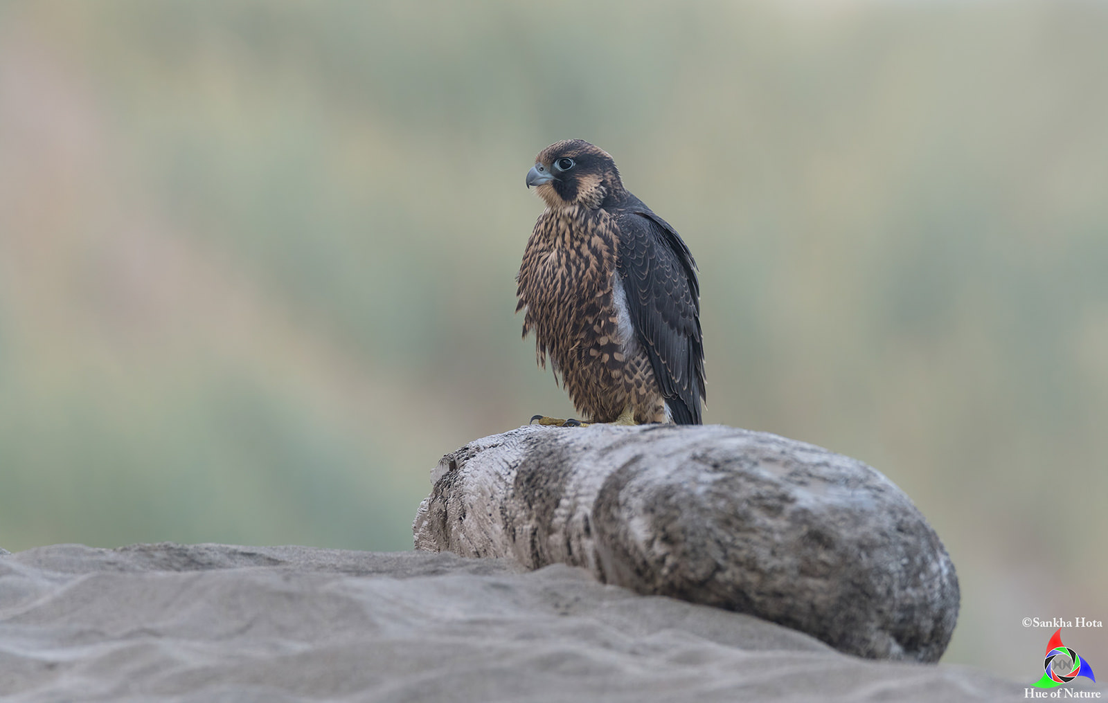 A Peregrine Falcon Juvenile