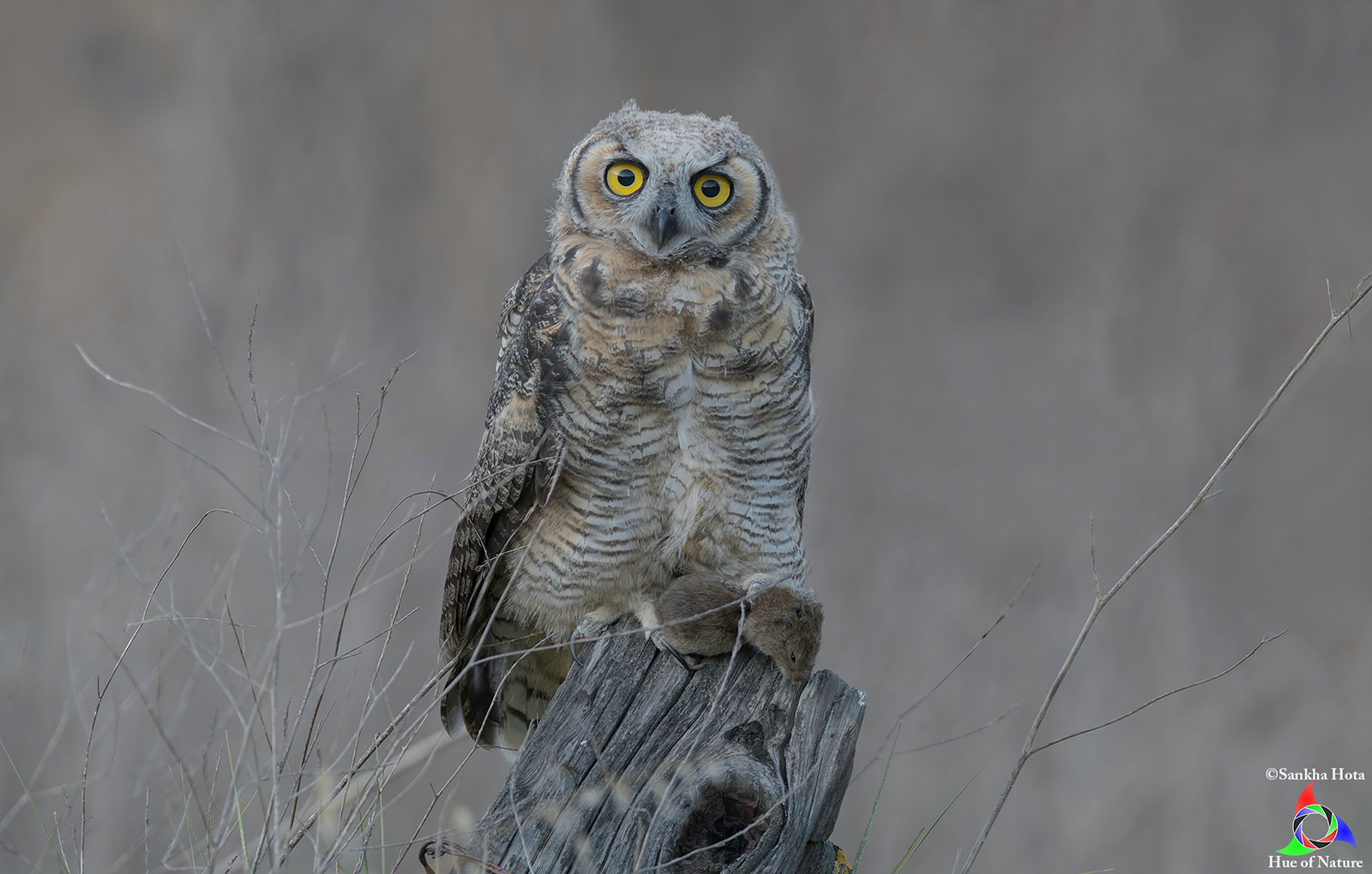 A Great Horned Owlet (First month)