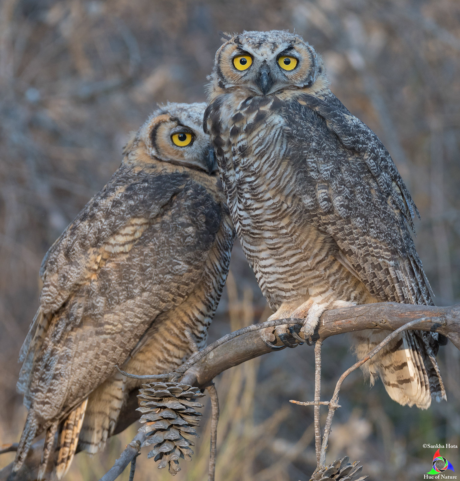 Great Horned Owlets (First month)