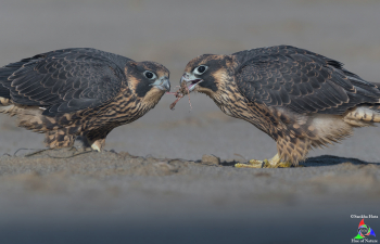 Juvenile Peregrine Falcons