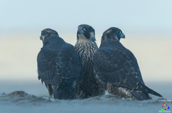 Trio of Juvenile Peregrine Falcons