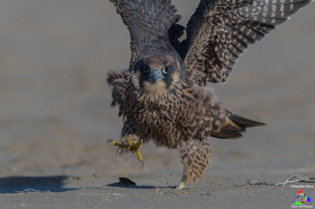 Juvenile Peregrine Falcon