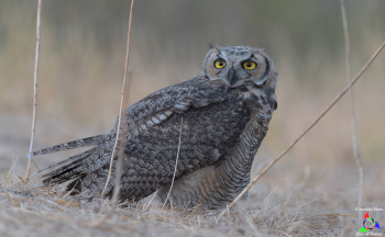 Great Horned Owlet (Second month)