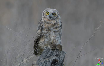 Great Horned Owlet (First month)