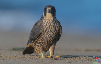 Juvenile Peregrine Falcon