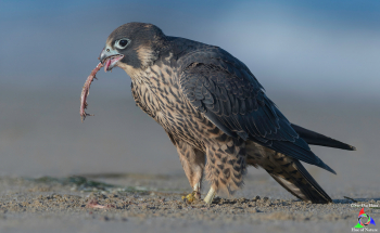 Juvenile Peregrine Falcon