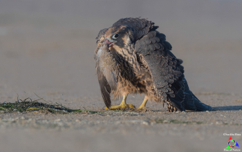 Juvenile Peregrine Falcon