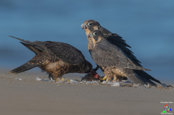 Three Juvenile Peregrine Falcons