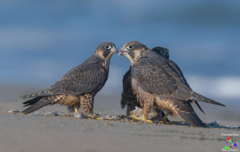 Juvenile Peregrine Falcons