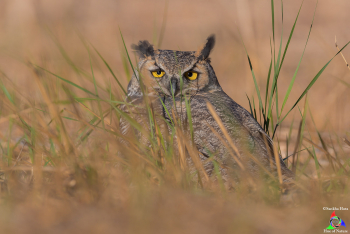 Great Horned Owlet (Second month)