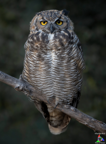 Great Horned Owlet (Third month)